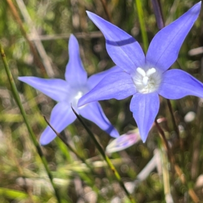 Wahlenbergia sp. (Bluebell) at Namadgi National Park - 3 Feb 2024 by dgb900