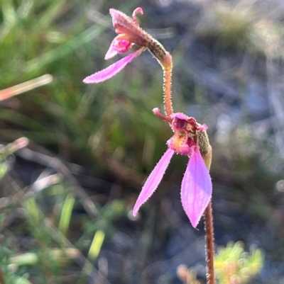 Eriochilus magenteus (Magenta Autumn Orchid) at Namadgi National Park - 3 Feb 2024 by dgb900