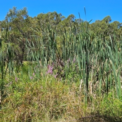 Typha sp. (Cumbungi) at Lower Cotter Catchment - 3 Feb 2024 by BethanyDunne