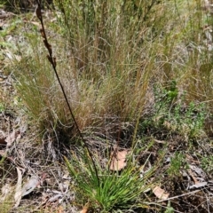 Stylidium graminifolium (Grass Triggerplant) at Lower Cotter Catchment - 3 Feb 2024 by BethanyDunne