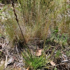 Stylidium graminifolium (grass triggerplant) at Lower Cotter Catchment - 3 Feb 2024 by BethanyDunne