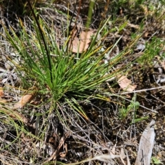 Stylidium graminifolium at Lower Cotter Catchment - 3 Feb 2024 01:59 PM