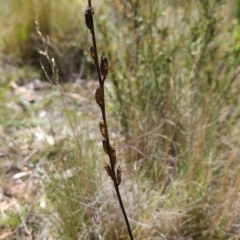 Stylidium graminifolium at Lower Cotter Catchment - 3 Feb 2024 01:59 PM