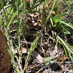 Coronidium gunnianum at Lower Cotter Catchment - 3 Feb 2024