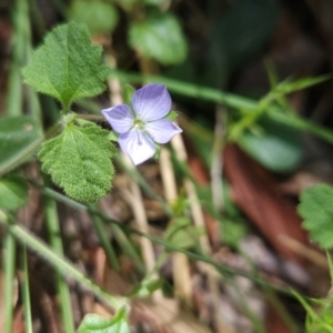 Veronica calycina at Lower Cotter Catchment - 3 Feb 2024 02:10 PM