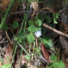 Veronica calycina at Lower Cotter Catchment - 3 Feb 2024 02:10 PM