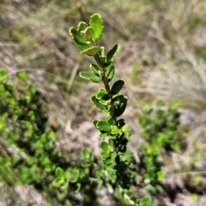 Olearia myrsinoides at Lower Cotter Catchment - 3 Feb 2024 02:03 PM