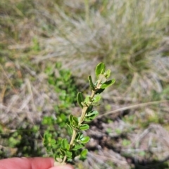 Olearia myrsinoides at Lower Cotter Catchment - 3 Feb 2024 02:03 PM