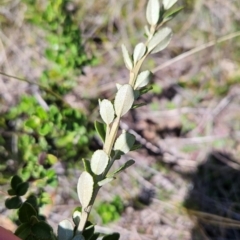 Olearia myrsinoides at Lower Cotter Catchment - 3 Feb 2024 02:03 PM