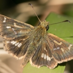 Dispar compacta (Barred Skipper) at Tidbinbilla Nature Reserve - 2 Feb 2024 by patrickcox