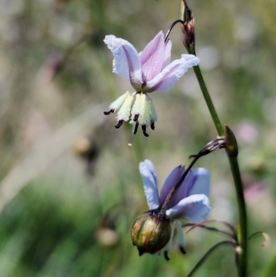 Arthropodium milleflorum (Vanilla Lily) at Top Hut TSR - 2 Feb 2024 by brunonia