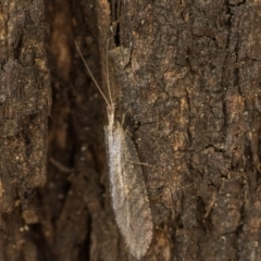 Oedosmylus tasmaniensis (Lacewing) at Tidbinbilla Nature Reserve - 2 Feb 2024 by patrickcox