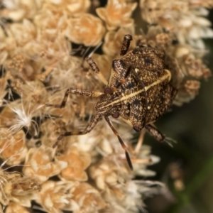 Oncocoris geniculatus at Taylor, ACT - 1 Feb 2024 11:20 AM