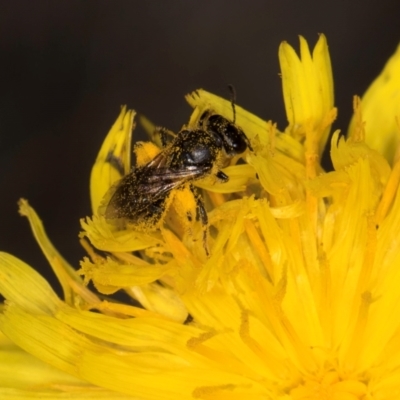 Lasioglossum (Chilalictus) sp. (genus & subgenus) (Halictid bee) at Taylor Offset (TLR) - 1 Feb 2024 by kasiaaus