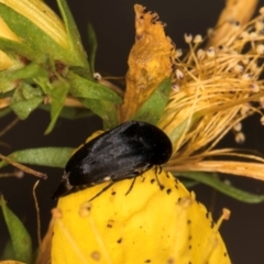 Mordella sp. (genus) at Taylor Offset (TLR) - 1 Feb 2024