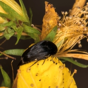 Mordella sp. (genus) at Taylor, ACT - 1 Feb 2024