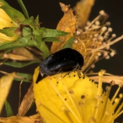 Mordella sp. (genus) at Taylor, ACT - 1 Feb 2024