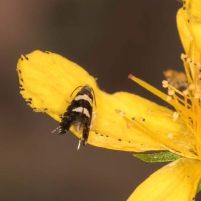 Glyphipterix chrysoplanetis (A Sedge Moth) at Taylor Offset (TLR) - 1 Feb 2024 by kasiaaus