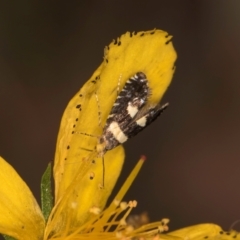 Glyphipterix chrysoplanetis at Taylor, ACT - 1 Feb 2024