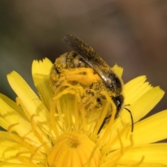 Lasioglossum (Chilalictus) sp. (genus & subgenus) (Halictid bee) at Taylor Offset (TLR) - 1 Feb 2024 by kasiaaus