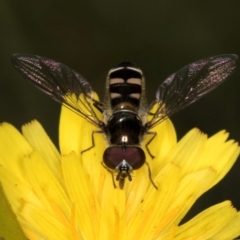 Melangyna collatus (Hover fly) at Taylor, ACT - 1 Feb 2024 by kasiaaus