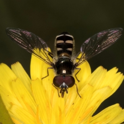 Melangyna collatus (Hover fly) at Taylor Offset (TLR) - 1 Feb 2024 by kasiaaus