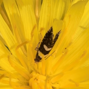 Glyphipterix chrysoplanetis at Taylor, ACT - 1 Feb 2024