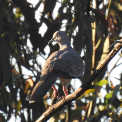 Spilopelia chinensis (Spotted Dove) at Lions Youth Haven - Westwood Farm A.C.T. - 3 Feb 2024 by HelenCross