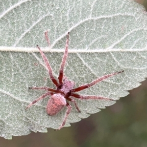 Hortophora sp. (genus) at QPRC LGA - 3 Feb 2024