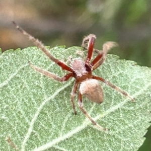 Hortophora sp. (genus) at QPRC LGA - 3 Feb 2024