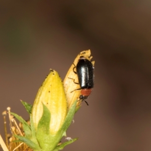 Adoxia benallae at Taylor, ACT - 1 Feb 2024