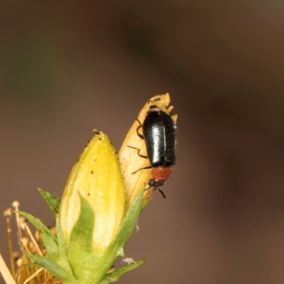 Adoxia benallae (Leaf beetle) at Taylor Offset (TLR) - 1 Feb 2024 by kasiaaus