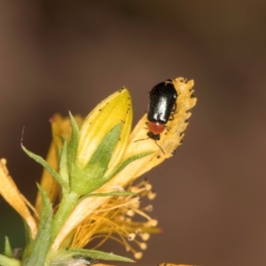 Adoxia benallae at Taylor, ACT - 1 Feb 2024