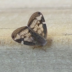 Scolypopa australis (Passionvine hopper, Fluffy bum) at QPRC LGA - 3 Feb 2024 by stellabellaxx