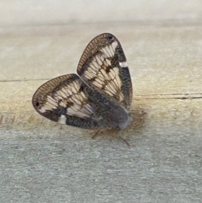 Scolypopa australis (Passionvine hopper, Fluffy bum) at QPRC LGA - 3 Feb 2024 by stellabellaxx