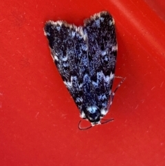 Halone coryphoea (Eastern Halone moth) at Hume, ACT - 3 Feb 2024 by SteveBorkowskis