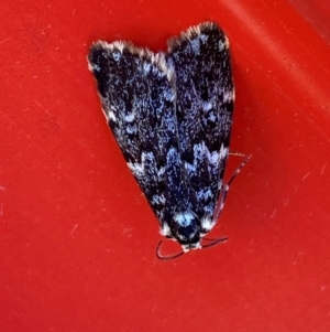 Halone coryphoea at Hume, ACT - 3 Feb 2024 03:20 PM