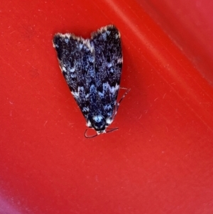 Halone coryphoea at Hume, ACT - 3 Feb 2024 03:20 PM