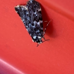 Halone coryphoea at Hume, ACT - 3 Feb 2024 03:20 PM