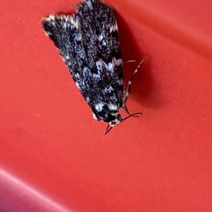 Halone coryphoea at Hume, ACT - 3 Feb 2024 03:20 PM