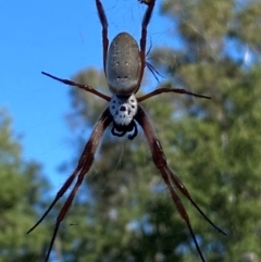 Trichonephila edulis (Golden orb weaver) at Yarralumla, ACT - 3 Feb 2024 by SteveBorkowskis