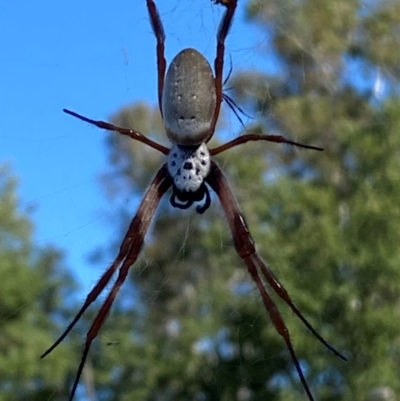 Trichonephila edulis (Golden orb weaver) at Yarralumla, ACT - 3 Feb 2024 by SteveBorkowskis