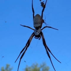 Trichonephila edulis at Yarralumla, ACT - 3 Feb 2024 05:19 PM