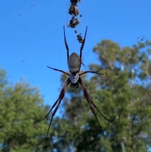 Trichonephila edulis at Yarralumla, ACT - 3 Feb 2024 05:19 PM