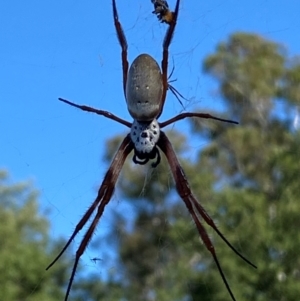 Trichonephila edulis at Yarralumla, ACT - 3 Feb 2024 05:19 PM