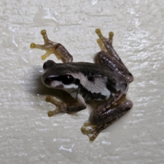 Litoria quiritatus (Screaming Tree Frog) at QPRC LGA - 3 Feb 2024 by MatthewFrawley