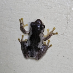 Litoria quiritatus at QPRC LGA - 3 Feb 2024