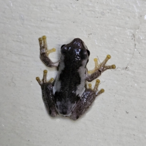 Litoria quiritatus at QPRC LGA - 3 Feb 2024