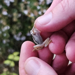 Litoria quiritatus at QPRC LGA - 3 Feb 2024