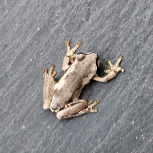 Litoria quiritatus at QPRC LGA - 3 Feb 2024